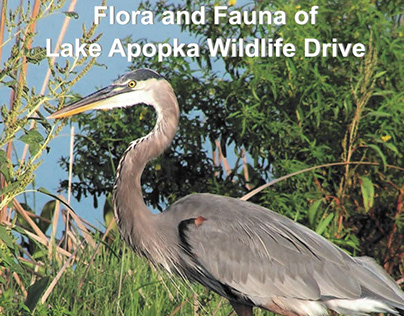 Flora and Fauna of Lake Apopka Wildlife Drive