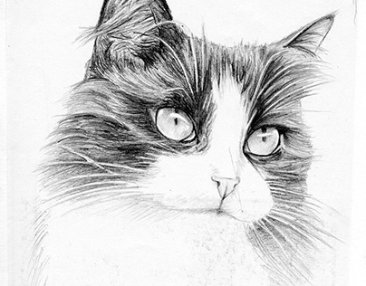 Cat Graphite Painting