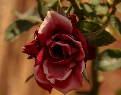 A dark Red Rose.
