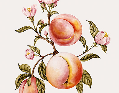 Botanical Watercolour Illustrations