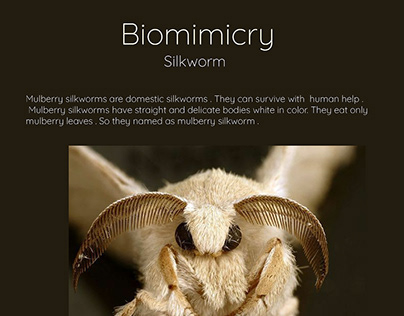 Biomimicry (silkworm)