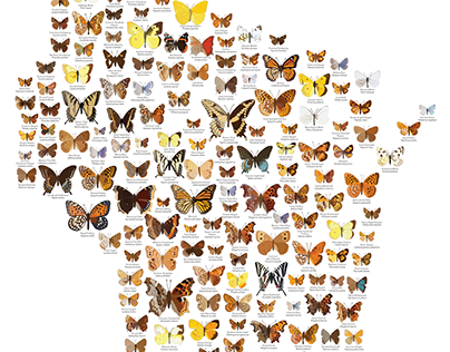 Wisconsin Butterflies