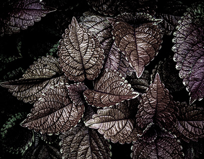 dark & muted leafy plants