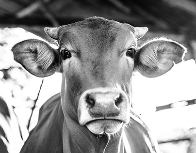 Livestock Portraits