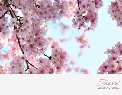 Cherry Blossom (Hanami)