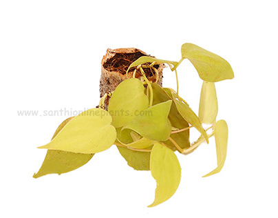 Philodendron Oxycardium Golden