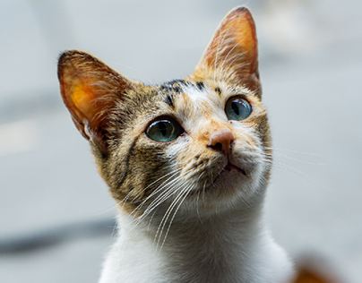 street cat photograph