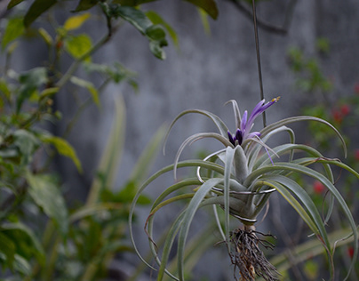 Plant Photography - Tillandsia