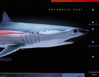 Shark Vortex - Discovery Channel Shark Week