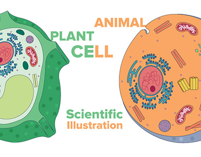 Scientific Illustration | Animal and Plant Cell