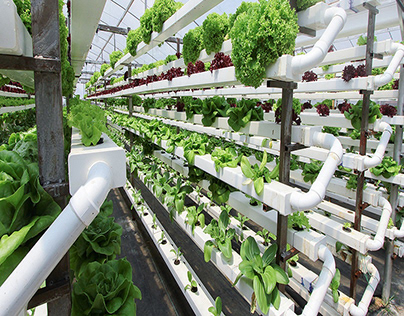Vertical Farming for Sustainable Future
