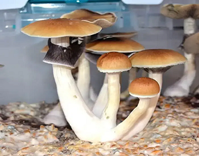 Blue Meanie Mushroom Spores for Sale | Blue Stem Spores