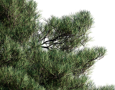 FREE PINE MODELS MAX/C4d by CGHelios
