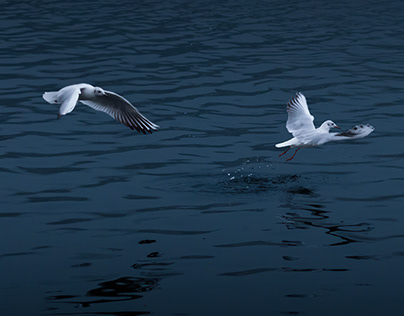 Lower Lake of Bhopal // MIgratory Birds Photography