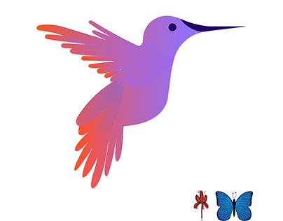 Hummingbird Illustrated