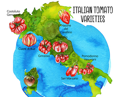 Italian Tomato Varieties
