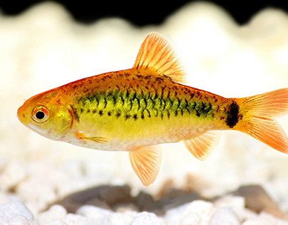 The Golden Barb: A Beauty for Your Freshwater Aquarium