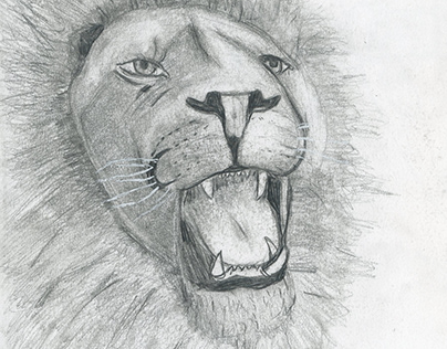 Lion realistic Pencil Drawing