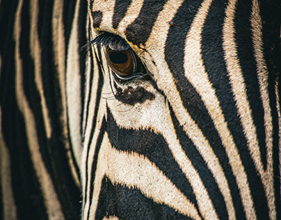 Zebras of Addo , South Africa