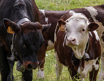mucche valdostane