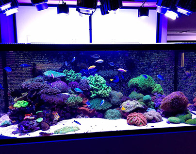 Custom Aquariums: A Beautiful Addition to Your Home