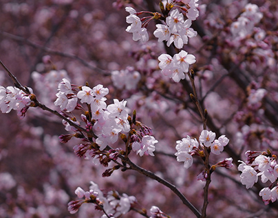 Sakura Korea