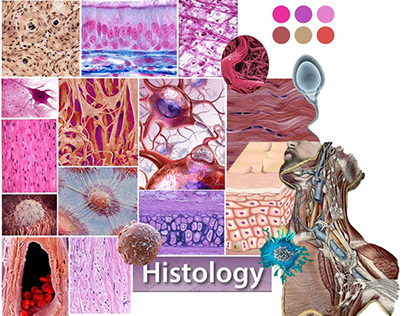 Histology merging with textile