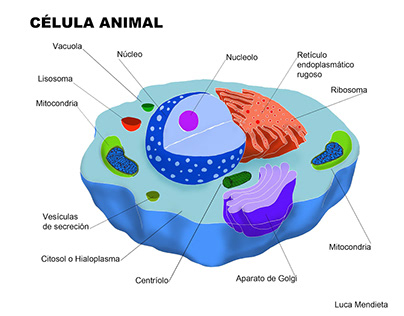 Biology book illustrations