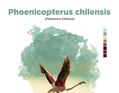 Infografía Flamenco Chileno