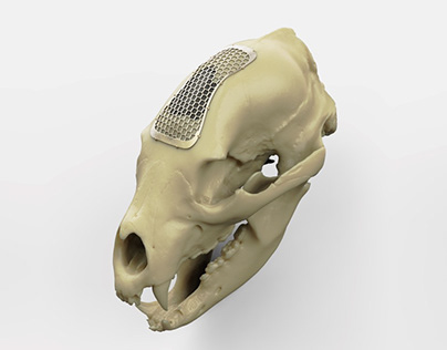 Parametric Skull Shield for Black Bear