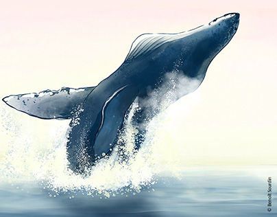 Illustration saut baleine à bosse