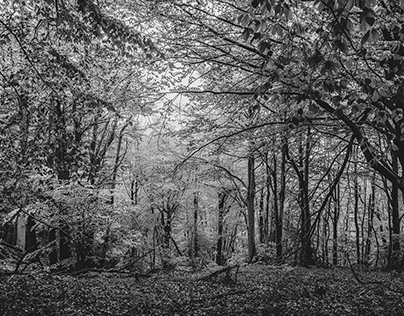 Project thumbnail - Il bosco in bianoc e nero