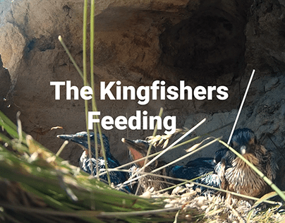 Kingfishers Feeding