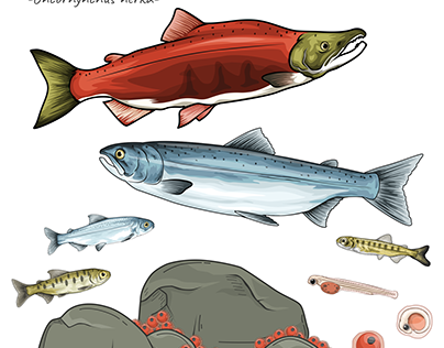 Science Project - Sockeye Salmon - Oncorhynchus nerka.
