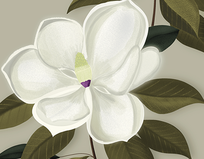 Ilustración botánica - Magnolia