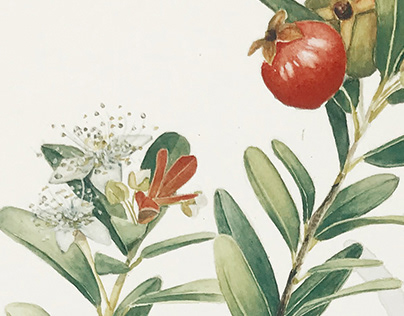 Ilustração botânica - Eugenia mattosii