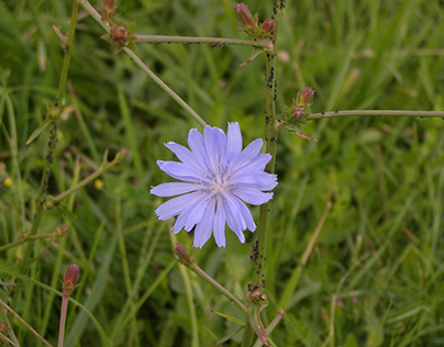 Blue Flower in the Field. Nature photography