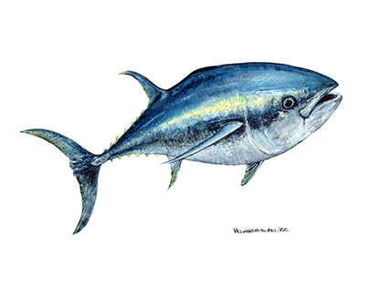 Bluefin Tuna Watercolor Illustration Logo Development