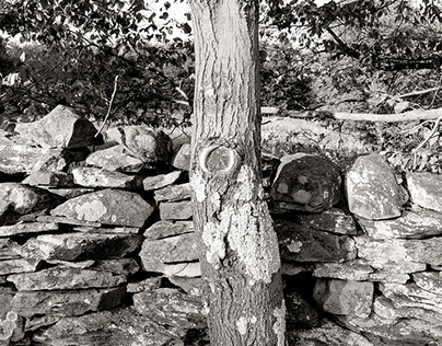Stone Walls in the Catskill Mountains
