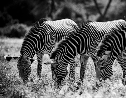 Four zebras in a line standing side by side each other