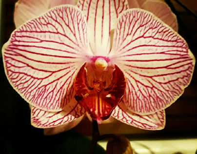 orchidblossom