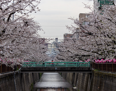 flowering time of cherry blossoms