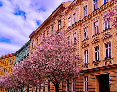 Czech Spring Cherry Blossom Photo Set