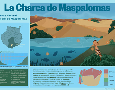 La Charca de Maspalomas, Gran Canaria (infografía)