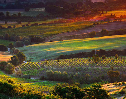 Poliziano winery, Tuscany