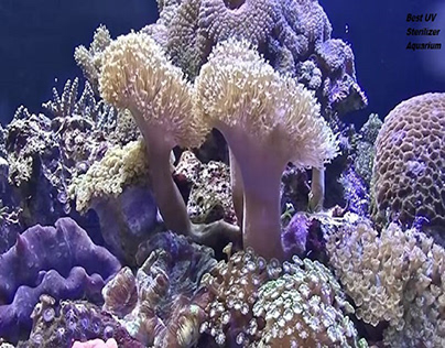 Best UV Sterilizer Aquarium