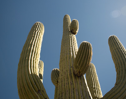 Saguaro giant