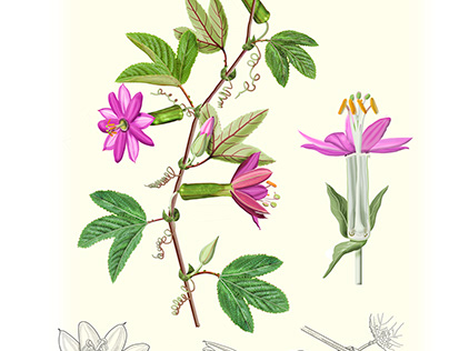 Passiflora brachyantha