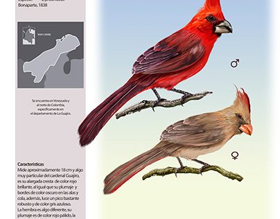 Cardinalis phoeniceus - Cardenal guajiro