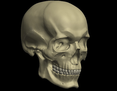 3D Scull
